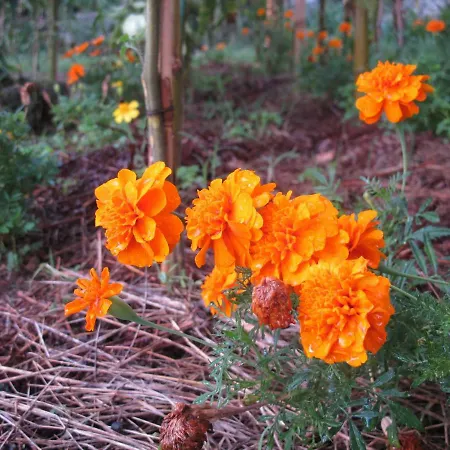 Poppy Prázdninový dům *