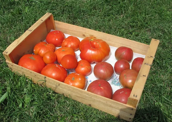 Poppy בית נופש *