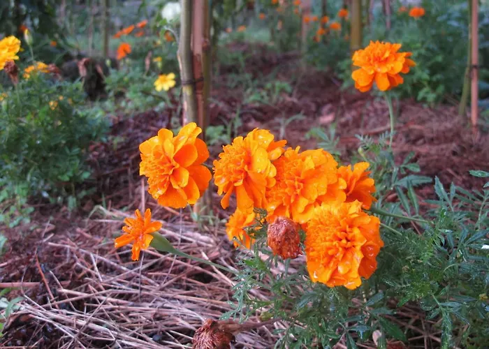 Poppy בית נופש *